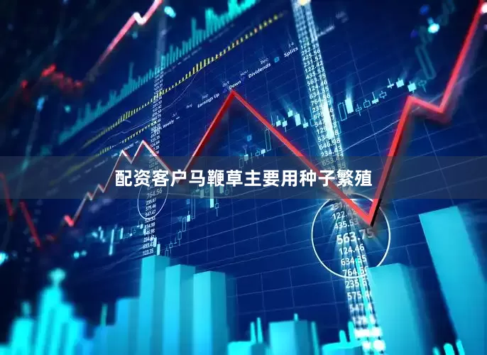 配资客户马鞭草主要用种子繁殖